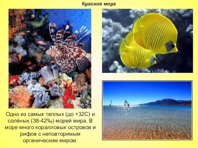 Красное море Одно из самых теплых (до +32С) и солёных (38-42‰) морей