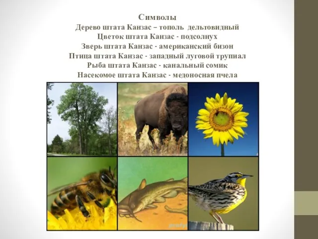 Символы Дерево штата Канзас – тополь дельтовидный Цветок штата Канзас - подсолнух