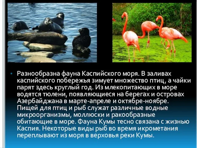 Разнообразна фауна Каспийского моря. В заливах каспийского побережья зимует множество птиц, а