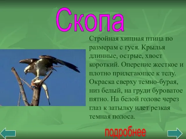 Скопа подробнее Стройная хищная птица по размерам с гуся. Крылья длинные, острые,