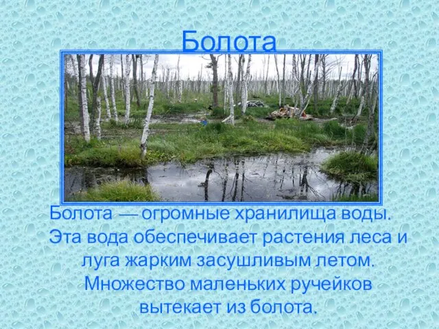 Болота Болота — огромные хранилища воды. Эта вода обеспечивает растения леса и