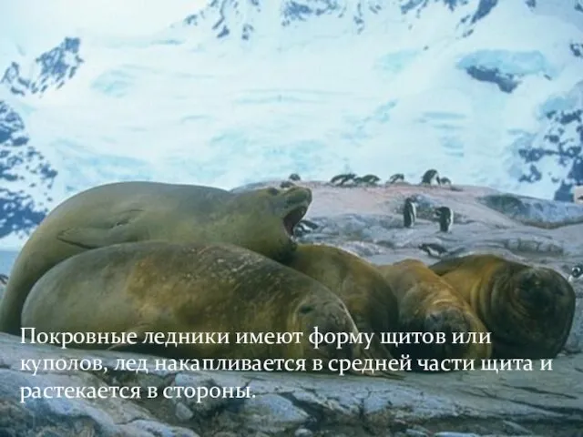 Покровные ледники имеют форму щитов или куполов, лед накапливается в средней части