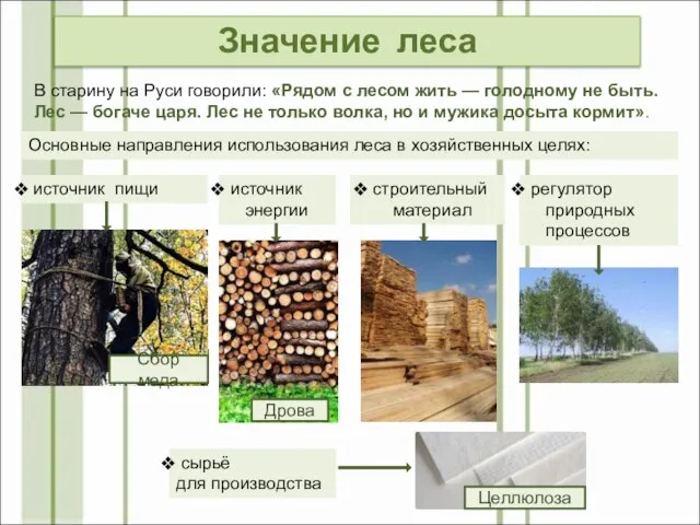 Значение леса В старину на Руси говорили: «Рядом с лесом жить —