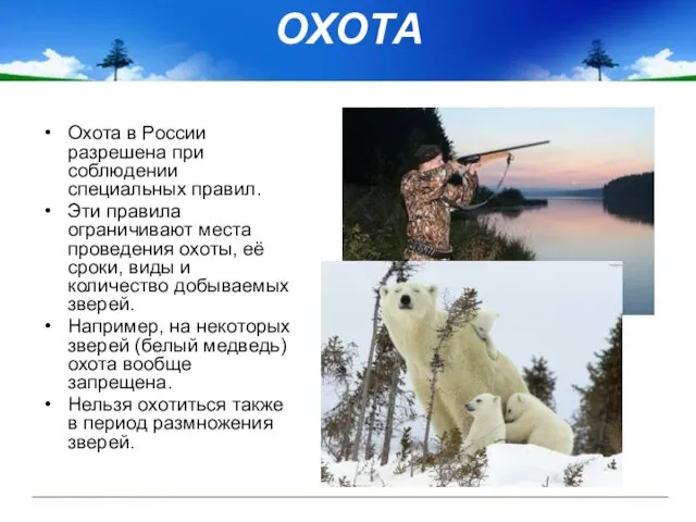 ОХОТА Охота в России разрешена при соблюдении специальных правил. Эти правила ограничивают