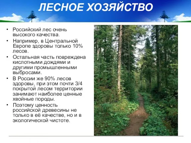 ЛЕСНОЕ ХОЗЯЙСТВО Российский лес очень высокого качества. Например, в Центральной Европе здоровы