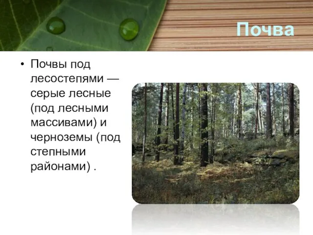 Почва Почвы под лесостепями — серые лесные (под лесными массивами) и черноземы (под степными районами) .