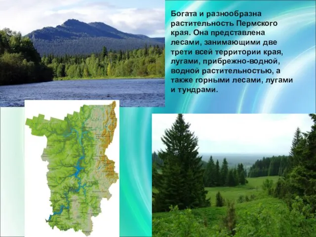 Богата и разнообразна растительность Пермского края. Она представлена лесами, занимающими две трети