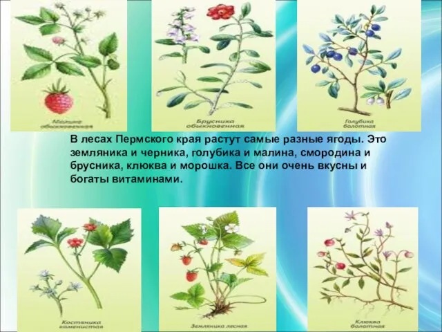 В лесах Пермского края растут самые разные ягоды. Это земляника и черника,