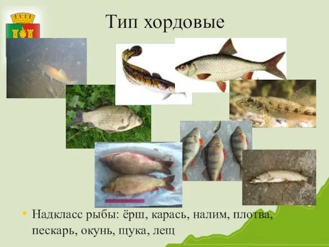 Тип хордовые Надкласс рыбы: ёрш, карась, налим, плотва, пескарь, окунь, щука, лещ