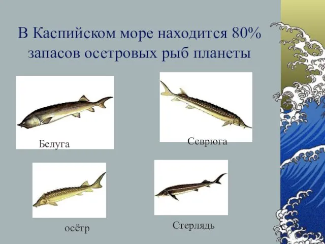 В Каспийском море находится 80% запасов осетровых рыб планеты Белуга Севрюга Стерлядь осётр