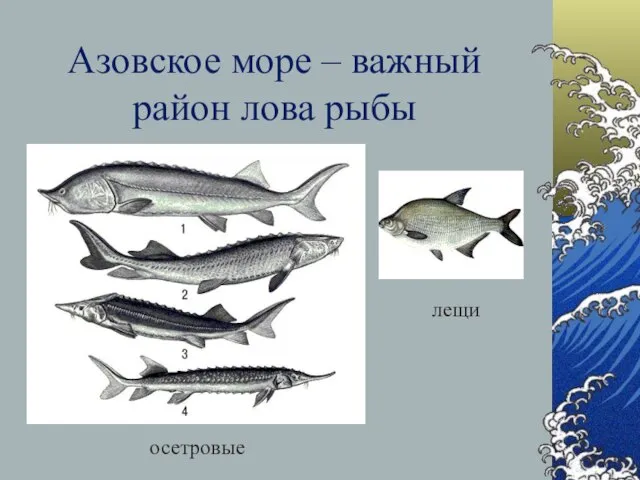 Азовское море – важный район лова рыбы осетровые лещи
