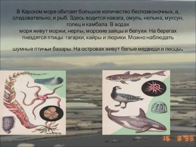 В Карском море обитает большое количество беспозвоночных, а, следовательно, и рыб. Здесь