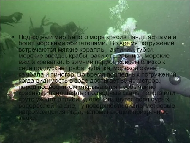 Подводный мир Белого моря красив ландшафтами и богат морскими обитателями. Во время