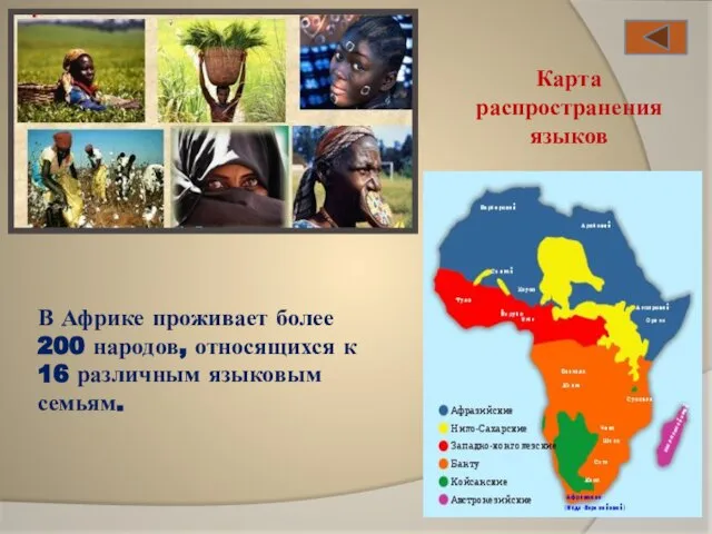 В Африке проживает более 200 народов, относящихся к 16 различным языковым семьям. Карта распространения языков