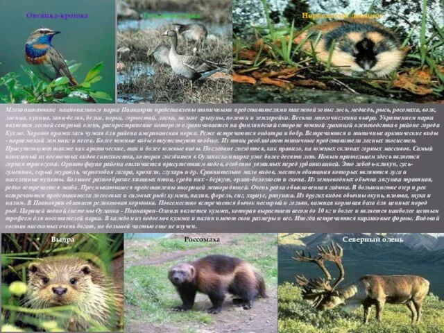 Млекопитающие национального парка Паанаярви представлены типичными представителями таежной зоны: лось, медведь, рысь,