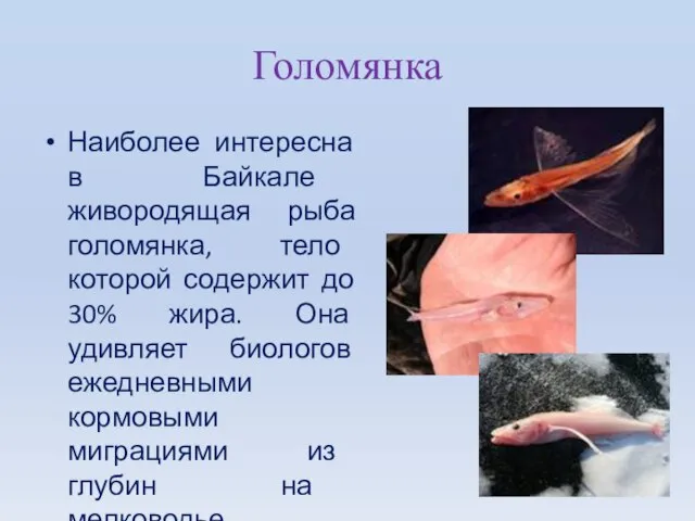 Голомянка Наиболее интересна в Байкале живородящая рыба голомянка, тело которой содержит до