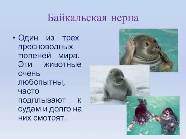 Байкальская нерпа Один из трех пресноводных тюленей мира. Эти животные очень любопытны,