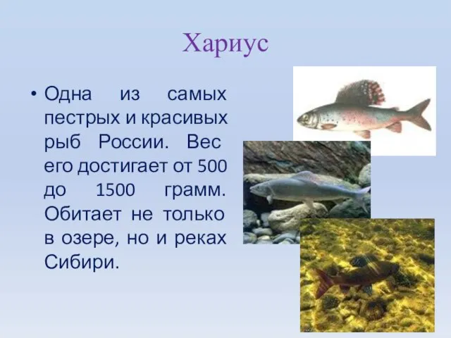 Хариус Одна из самых пестрых и красивых рыб России. Вес его достигает