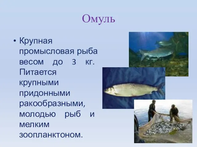Омуль Крупная промысловая рыба весом до 3 кг. Питается крупными придонными ракообразными,