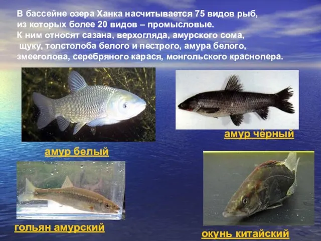 В бассейне озера Ханка насчитывается 75 видов рыб, из которых более 20