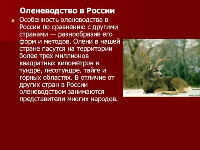Оленеводство в России Особенность оленеводства в России по сравнению с другими странами