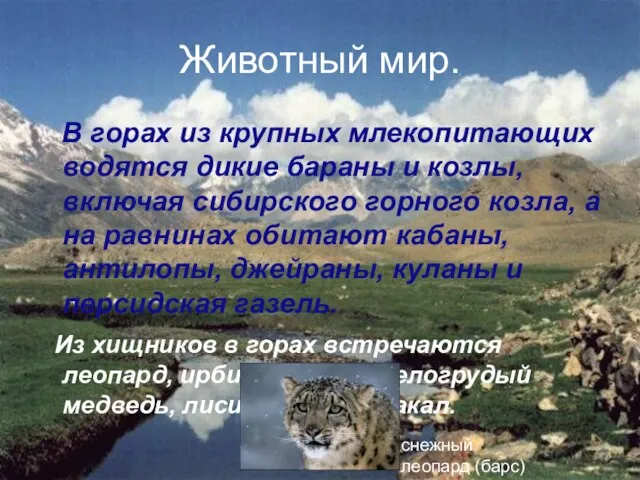 Животный мир. В горах из крупных млекопитающих водятся дикие бараны и козлы,