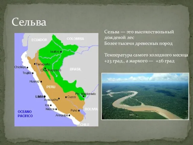 Сельва Сельва — это высокоствольный дождевой лес Более тысячи древесных пород Температура