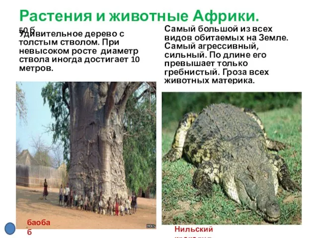 Растения и животные Африки. 50 б Удивительное дерево с толстым стволом. При