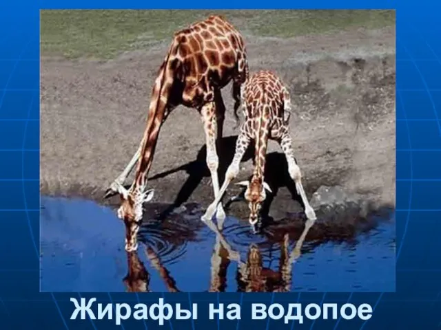 Жирафы на водопое