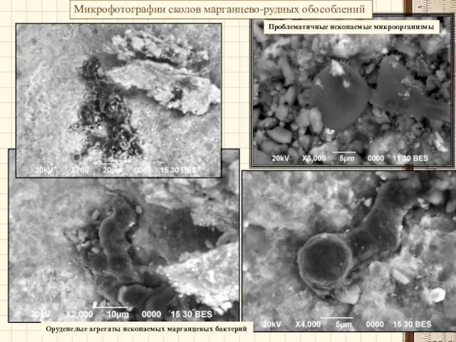 Микрофотографии сколов марганцево-рудных обособлений Проблематичные ископаемые микроорганизмы Оруденелые агрегаты ископаемых марганцевых бактерий