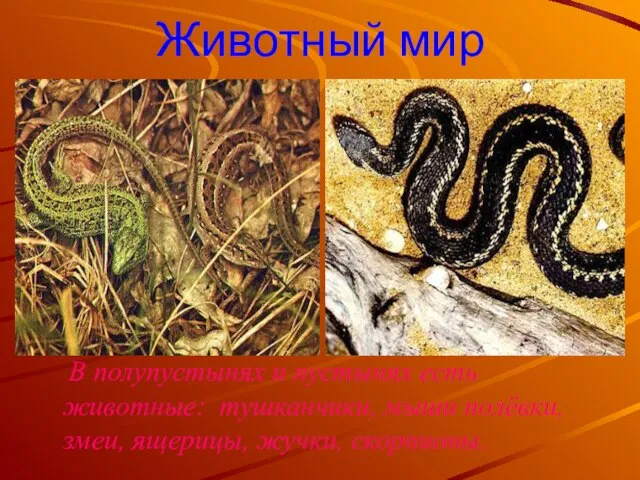Животный мир В полупустынях и пустынях есть животные: тушканчики, мыши полёвки, змеи, ящерицы, жучки, скорпионы.