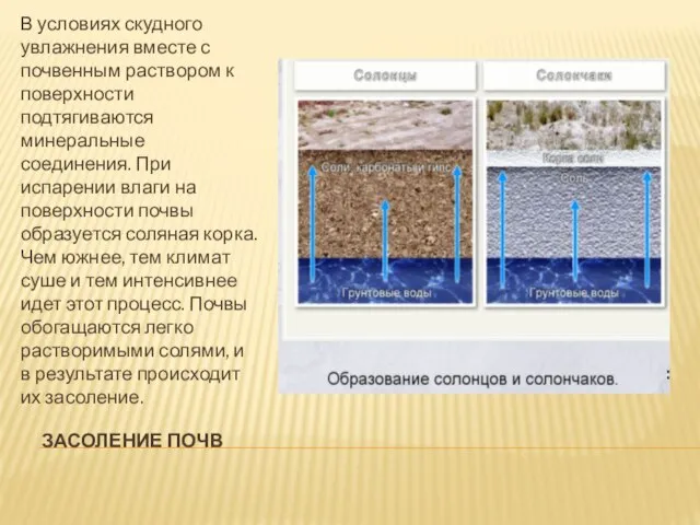 Засоление почв В условиях скудного увлажнения вместе с почвенным раствором к поверхности