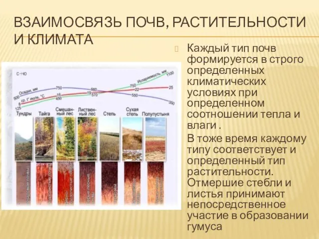 Взаимосвязь почв, растительности и климата Каждый тип почв формируется в строго определенных