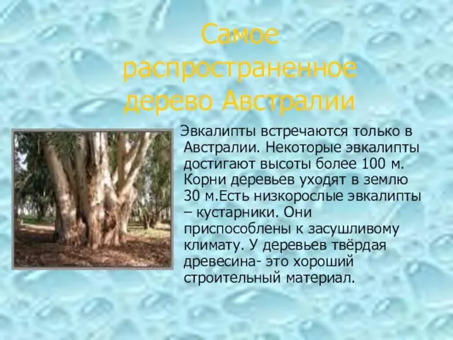 Эвкалипты встречаются только в Австралии. Некоторые эвкалипты достигают высоты более 100 м.