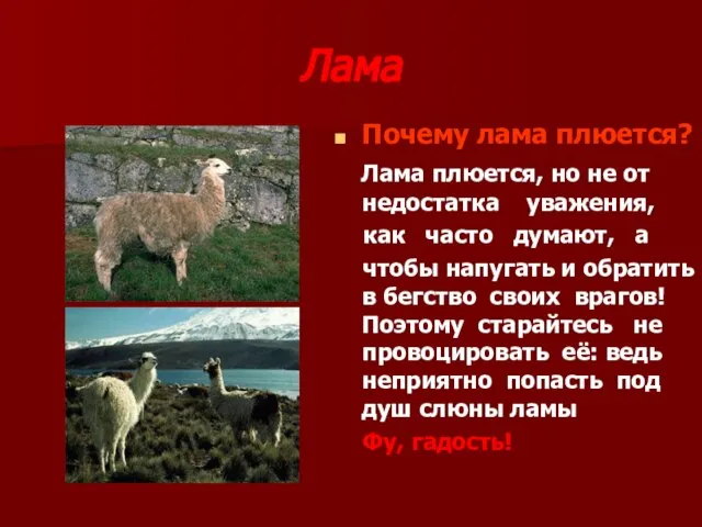 Лама Почему лама плюется? Лама плюется, но не от недостатка уважения, как