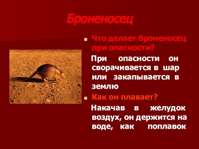 Броненосец Что делает броненосец при опасности? При опасности он сворачивается в шар