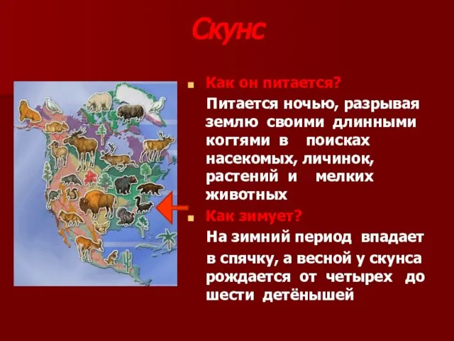 Скунс Как он питается? Питается ночью, разрывая землю своими длинными когтями в