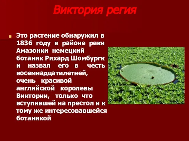 Виктория регия Это растение обнаружил в 1836 году в районе реки Амазонки