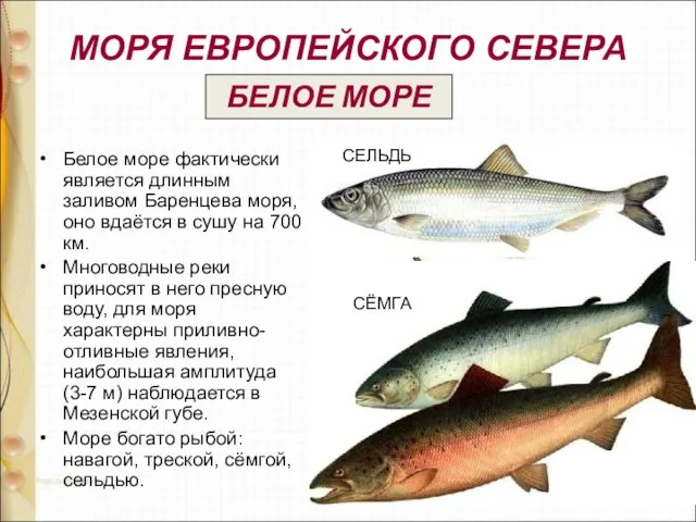 МОРЯ ЕВРОПЕЙСКОГО СЕВЕРА Белое море фактически является длинным заливом Баренцева моря, оно