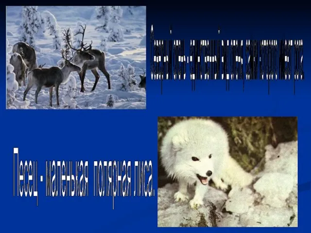 Песец - маленькая полярная лиса. Северный олень - единственный вид оленя, самки которого имеют рога.