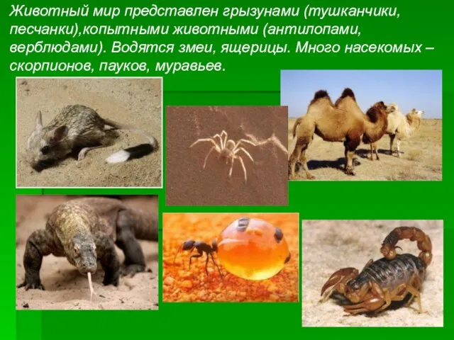 Животный мир представлен грызунами (тушканчики, песчанки),копытными животными (антилопами, верблюдами). Водятся змеи, ящерицы.