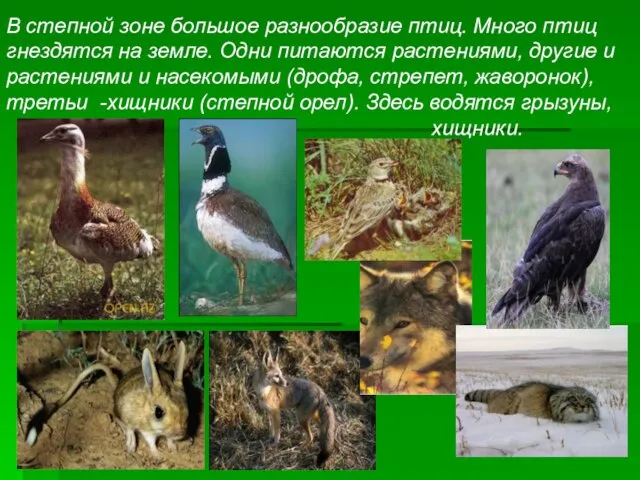 В степной зоне большое разнообразие птиц. Много птиц гнездятся на земле. Одни
