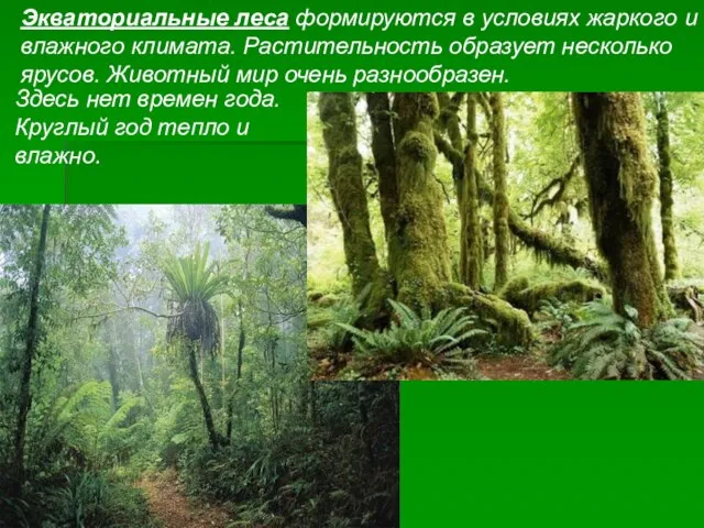 Экваториальные леса формируются в условиях жаркого и влажного климата. Растительность образует несколько
