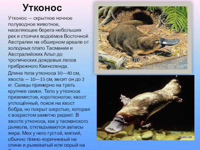 Утконос Утконос — скрытное ночное полуводное животное, населяющее берега небольших рек и