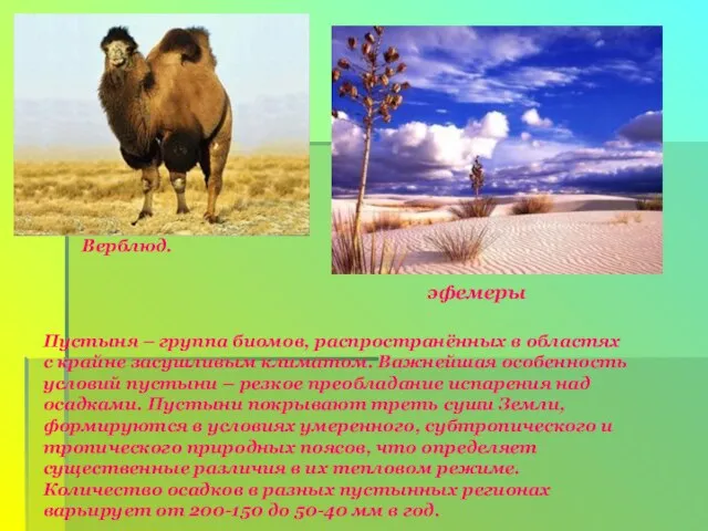 Верблюд. эфемеры Пустыня – группа биомов, распространённых в областях с крайне засушливым