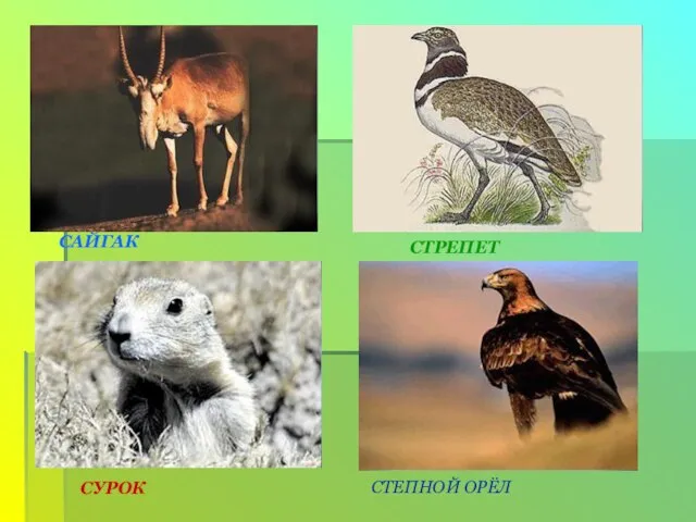 САЙГАК СТРЕПЕТ СУРОК СТЕПНОЙ ОРЁЛ