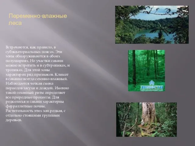 Переменно-влажные леса Встречаются, как правило, в субэкваториальных поясах. Эти зоны обнаруживаются в