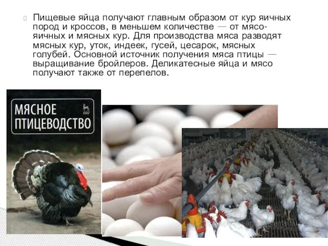Пищевые яйца получают главным образом от кур яичных пород и кроссов, в
