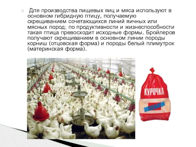 Для производства пищевых яиц и мяса используют в основном гибридную птицу, получаемую