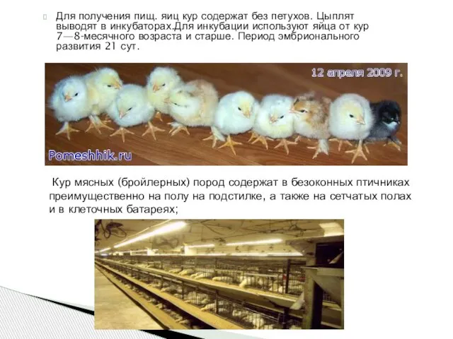 Для получения пищ. яиц кур содержат без петухов. Цыплят выводят в инкубаторах.Для